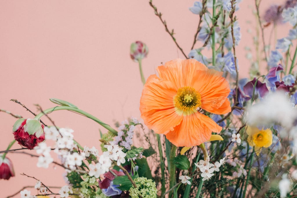 Islandmohn, Kirschblüte, Narzisse und Schneeball aus der Nähe