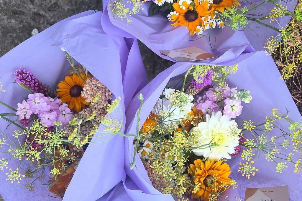 Drei Sträuße in lila Seidenpapier mit Dahlien, Rudbeckien, Schafgarbe und Fenchel