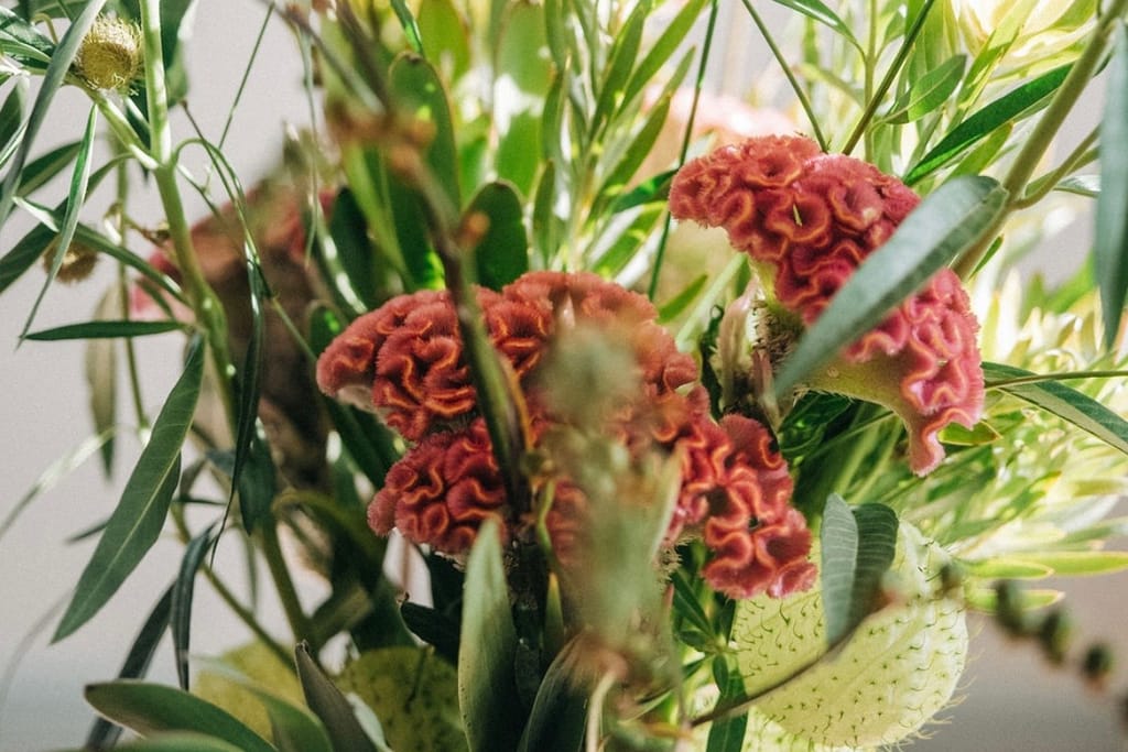 Strauß mit rostrotem Hahnenkamm, Wiesenknopf, Leucadendron, Olivenzweigen und Eukalyptus vor heller Wand