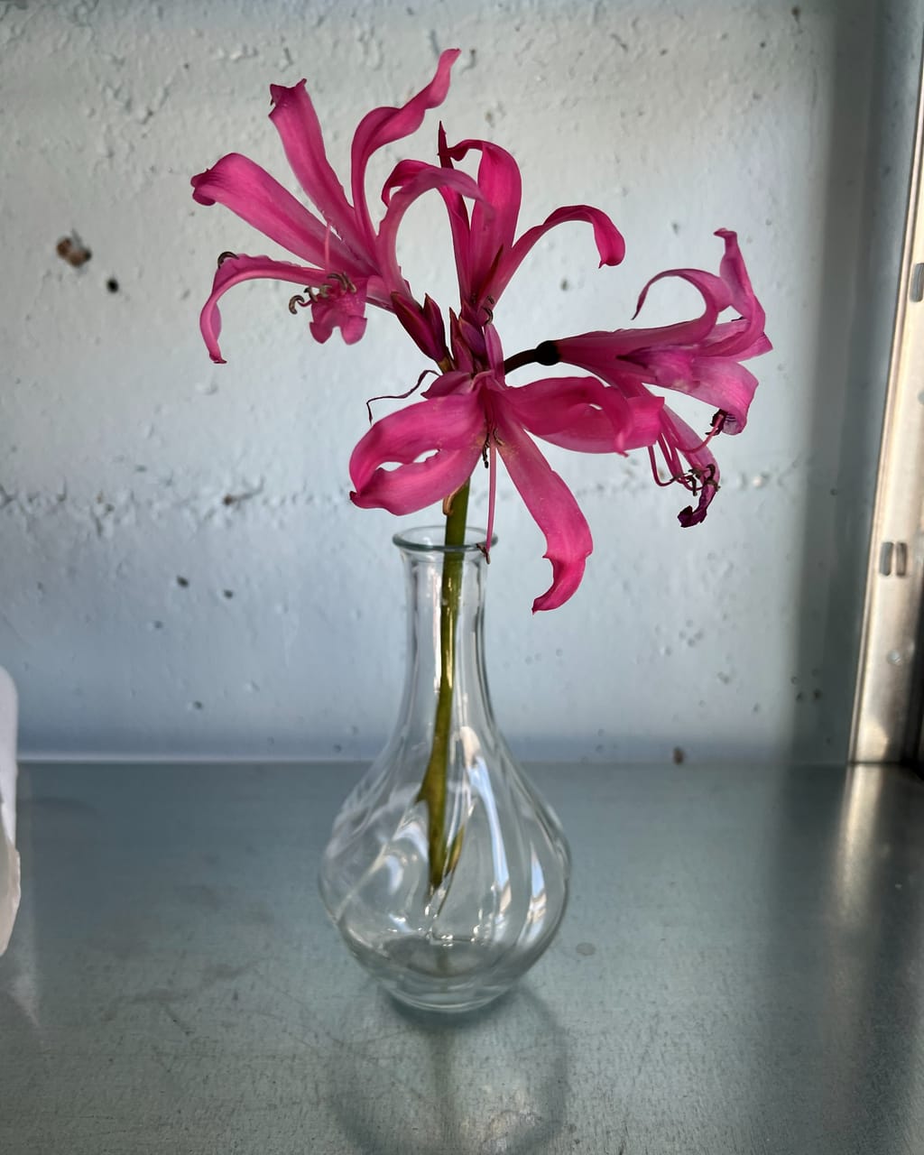 Kleine bauchige Flaschenvase aus Glas mit einer pinken Nerine