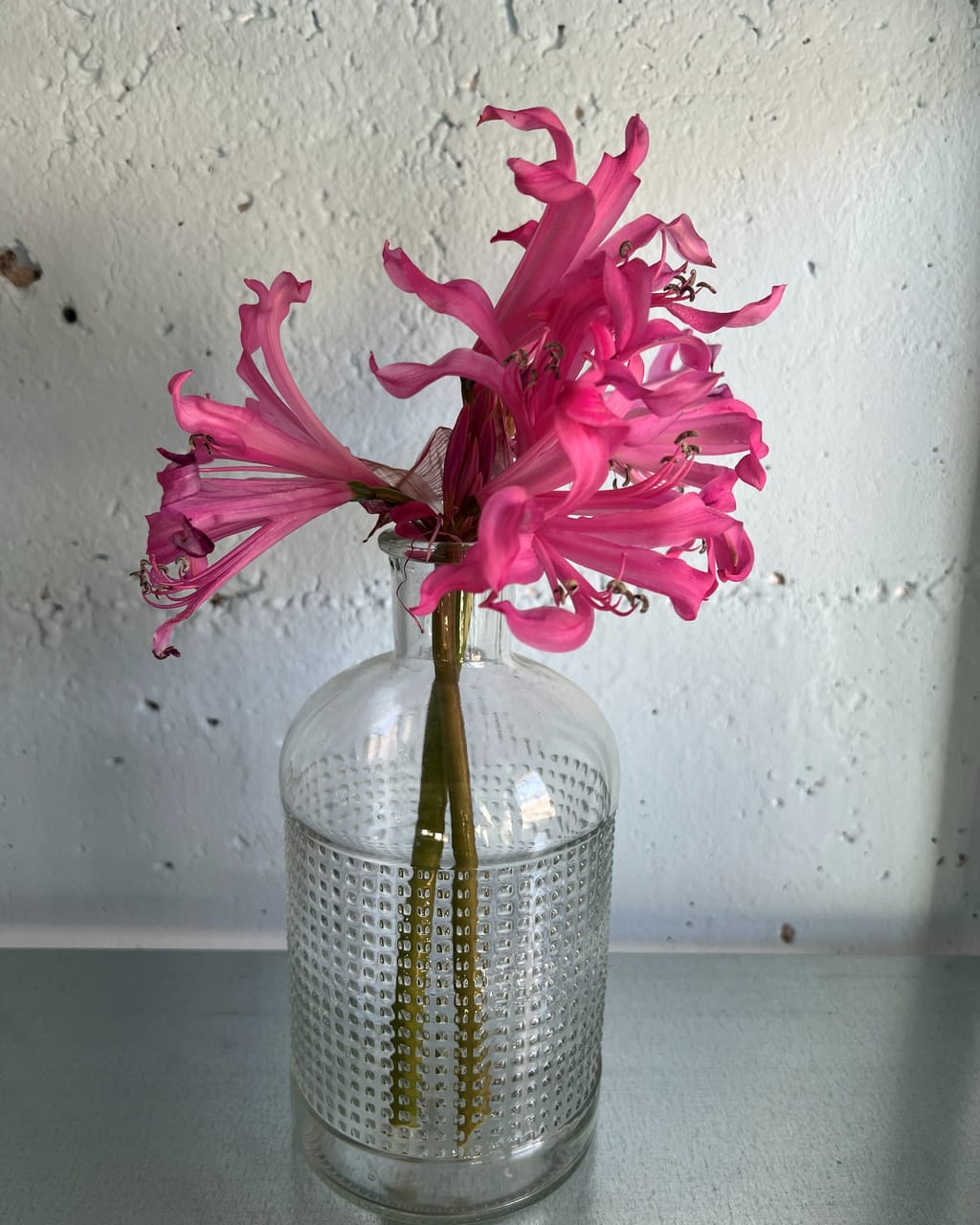 Flaschenvase aus Glas mit Perlmuster, darin pinke Nerinen