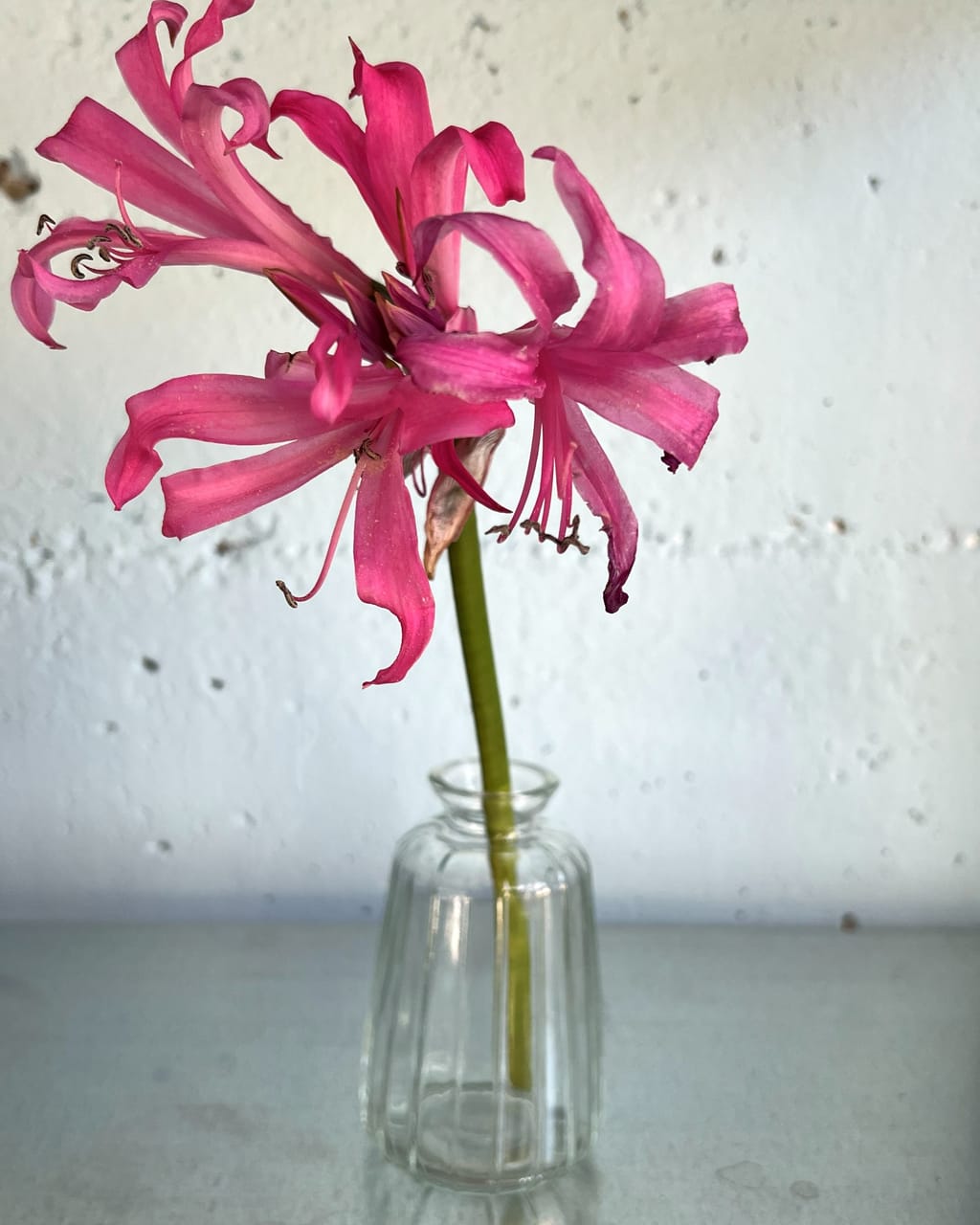 Kleine geschliffene Vase mit einer pinken Nerine