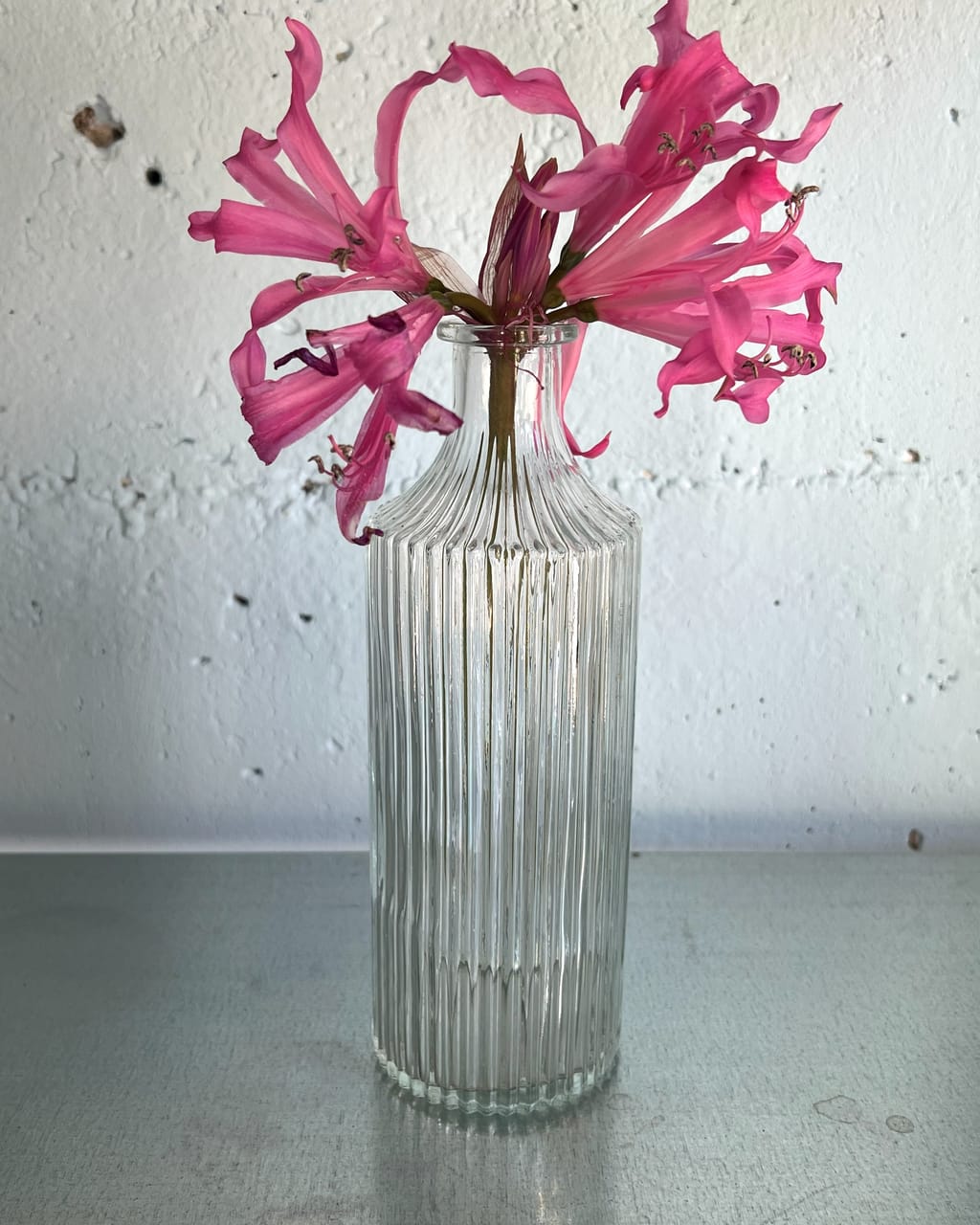 Hohe Rillenflasche aus Glas mit pinken Nerinen